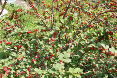 Prunus_tomentosa_-_berries