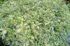 Cornus-alba-Elegantissima1