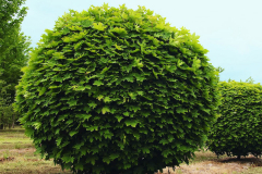 Acer-platanoides-Globosum-sphere1