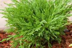 full_juniperus-horizontalis-andorra-compact-1_result