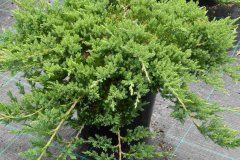 Juniperus-horizontalis-Prince-of-Wales