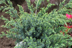 Juniperus-chinensis-blue-alps-6