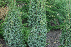 Juniperus_communis_Suecica_Nana