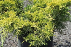 full_juniperus-x-pfitzeriana-king-of-spring-2_result