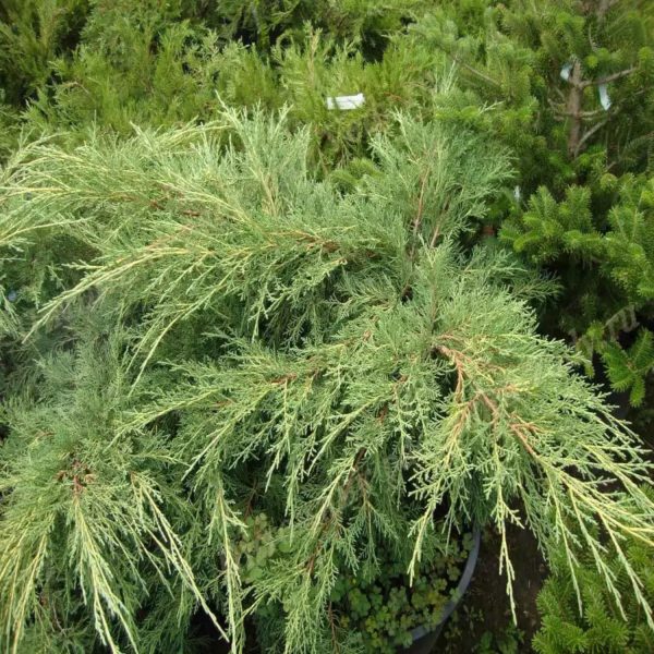 juniperus-media-pfitzeriana-compacta-3