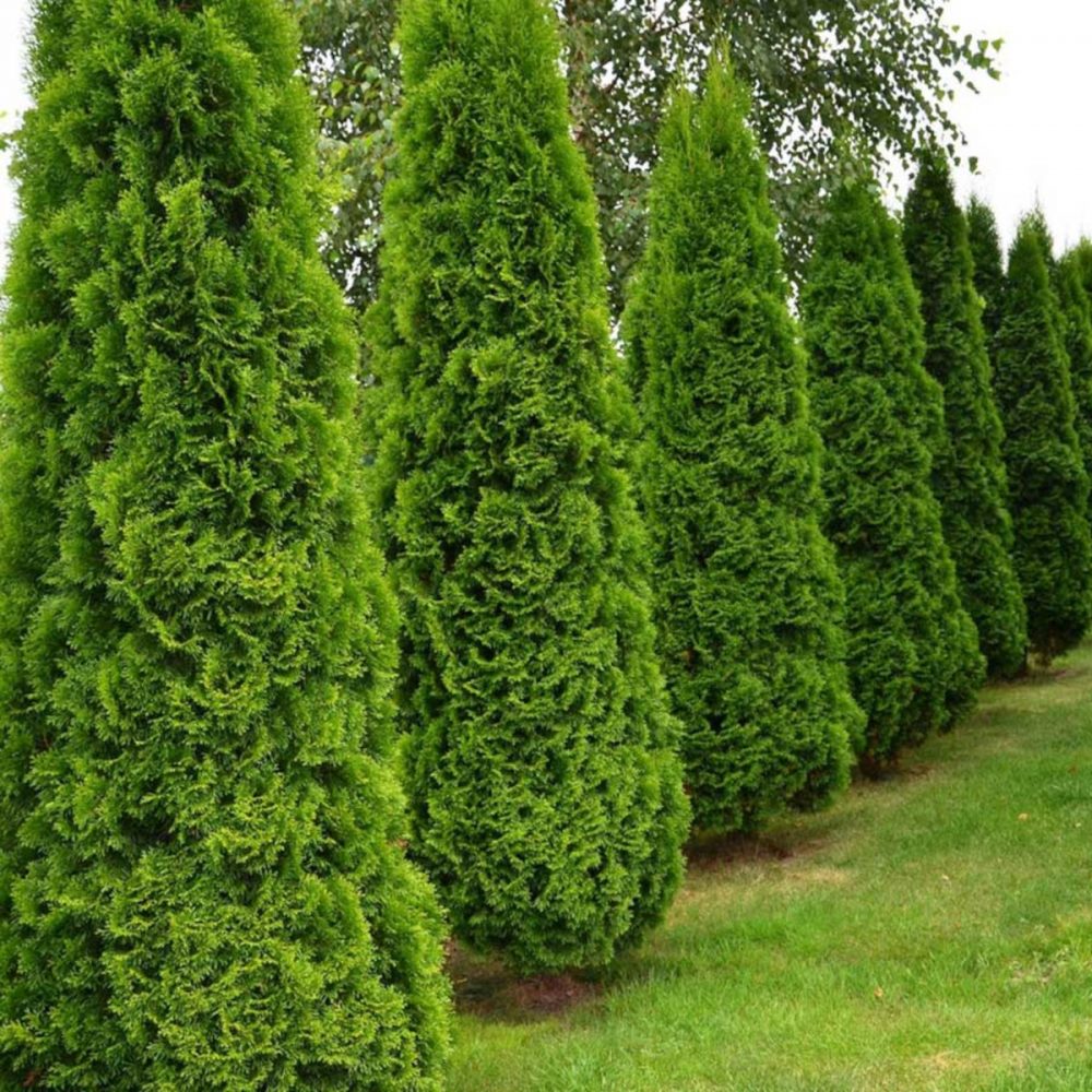 Туя западная Spiralis (Thuja occidentalis Spiralis) — Азовский лесопитомник