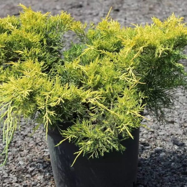full_juniperus-x-pfitzeriana-king-of-spring-2_result